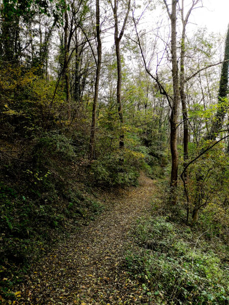 istock Path through forest with beautiful autumn colors 1060555130