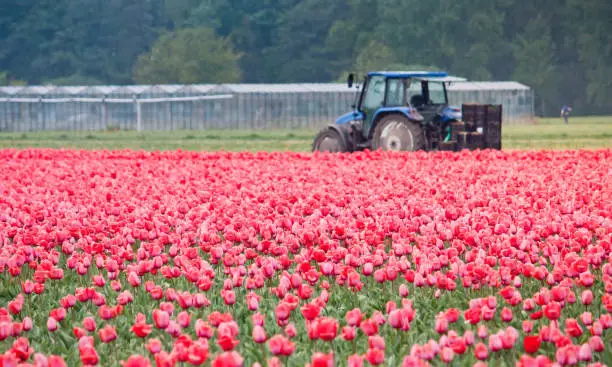 Photo of Harvesting red tulips on a dutch field with agricultural equipment. Holland tractor on the flower field. Growing tulips in the Netherlands, spring season.