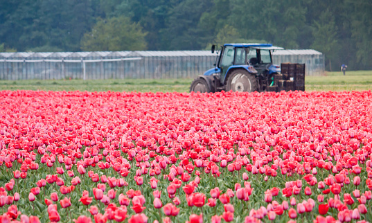 Thu Hoạch Hoa Tulip Đỏ Trên Cánh Đồng Hà Lan Với Thiết Bị Nông Nghiệp Máy Kéo Hà Lan Trên Cánh Đồng Hoa Trồng Hoa Tulip Ở Hà Lan Mùa Xuân Hình