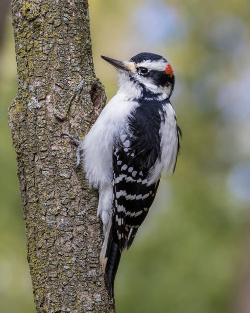 istock Hairy Woodpecker climbing a tree against green bokeh 1060557716