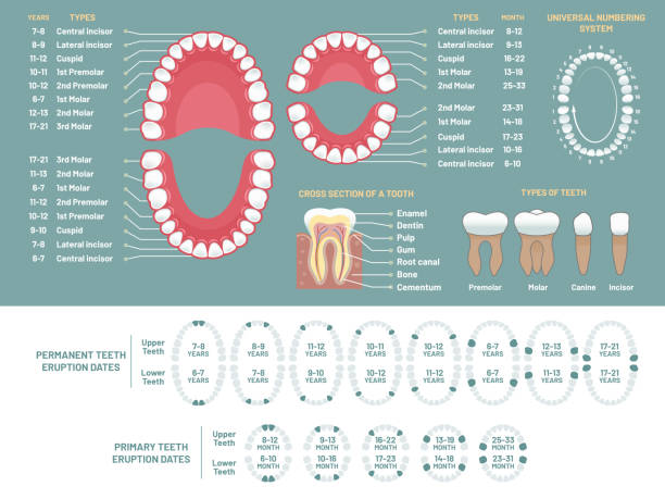 stockillustraties, clipart, cartoons en iconen met tand anatomie grafiek. orthodontist menselijke tanden verlies diagram, tandheelkundige regeling en orthodontie medische vector infographic - teeth