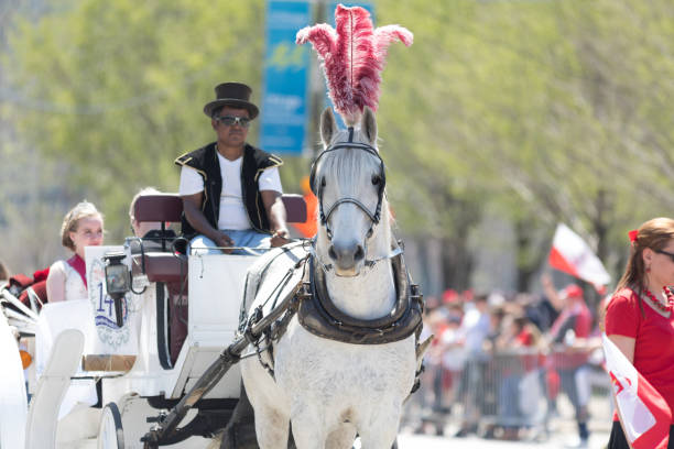 Chicago, Illinois, USA - May 5, 2018: The Polish Constitution Day Parade, a white horse pulling a carriage during the parade