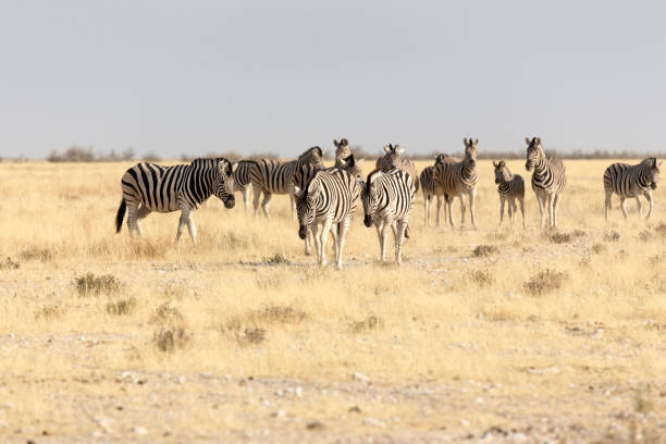 istock Group of zebras 1060565476