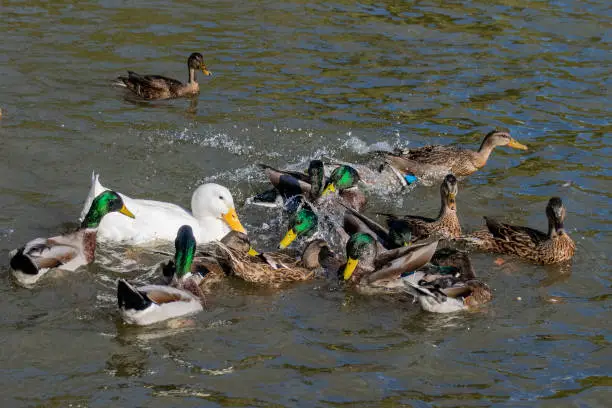 Feeding frenzy on the lake as mallard and pekin ducks compete for duck food