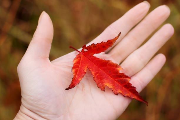 istock red leaf in hand in the hand woman, close up 1060572108