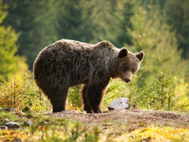 istock Eurasian brown bear - Ursus actor actor - Slovakia 1060575150
