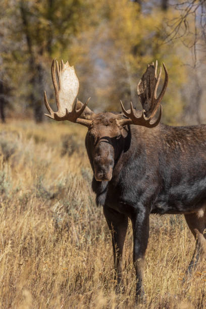 istock Bull Moose in the Fall rut 1060575778