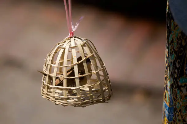 Photo of Bird slave in bamboo cage