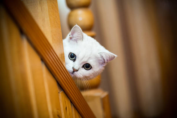 istock beautiful young cat breed Scottish chinchilla straight 1060579502