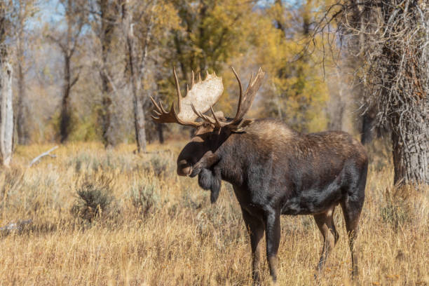 istock Bull Moose in the Fall rut 1060579974
