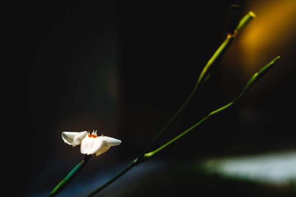 istock The light in the solitude of a flower 1060580066