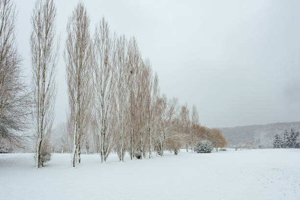 Park, edge of snowy forest. Snow white blanket and white sky.