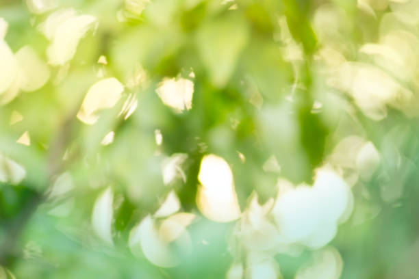 istock Defocused green lights background. Green glitter bokeh background. 1060583366