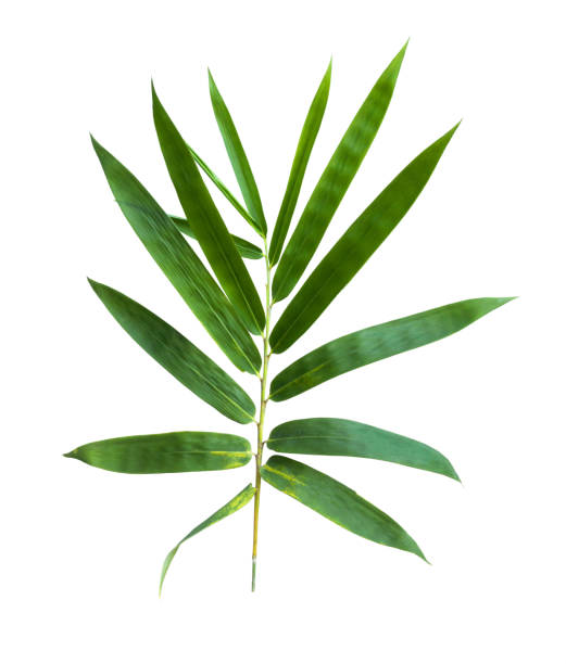 istock bamboo isolated on gray background with clipping path 1060583648