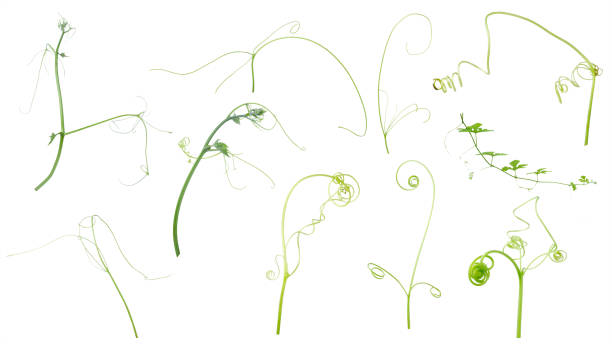 istock Green ivy plant  isolated on gray background, clipping path 1060583726