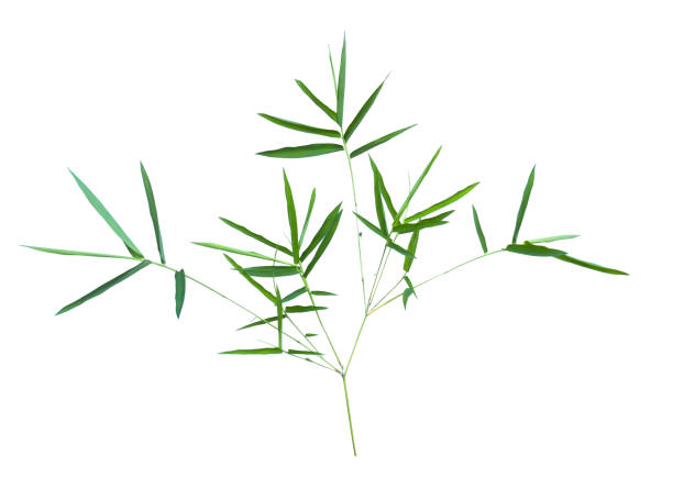 istock bamboo isolated on gray background with clipping path 1060583742