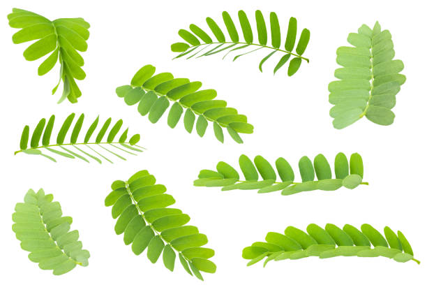 istock Tamarind leaves isolated on white background with clipping path. 1060583896