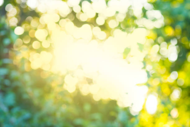 istock Leaves bokeh for nature background. Natural bokeh blurred. 1060585140