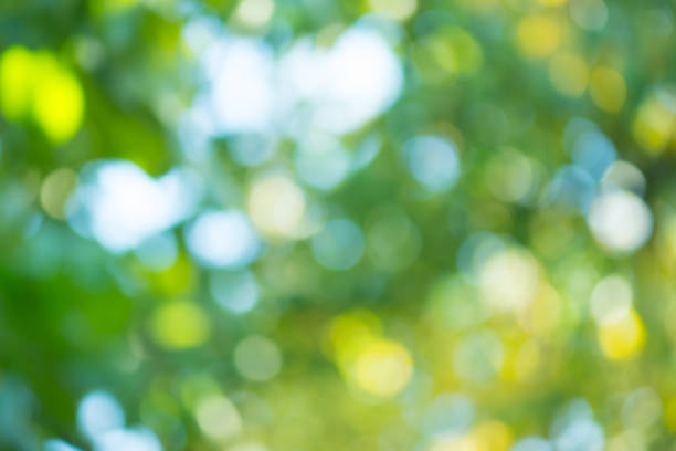 istock Green bokeh background. Defocused abstract green background. 1060586698