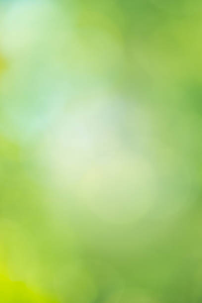 istock Leaves bokeh for nature background 1060586756
