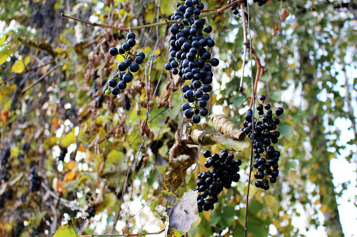 Branches of wild grape / organic