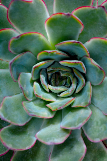 istock Cactus succulent abstract close up in natural pattern and color  background, green toned. Tropical leaves. 1060588174