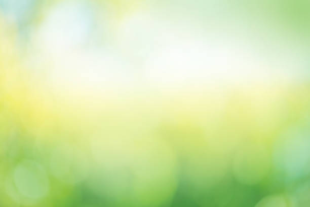 istock Leaves bokeh for nature background 1060588568