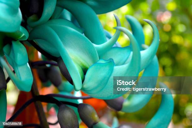 Foto de Planta De Flor Exótica Flor De Jade Vine Azul Verde Colorida Gradiente Folhagem Tropical Fundo De Natureza Gentil e mais fotos de stock de Abstrato - iStock Foto de Planta De Flor Exótica Flor De Jade Vine Azul Verde Colorida Gradiente Folhagem Tropical Fundo De Natureza Gentil e mais fotos de stock de Abstrato - iStock