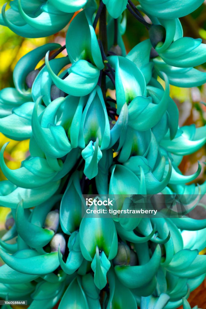 Planta De Flor Exótica Flor De Jade De La Vid Azul Verde Colorido Degradado Follaje Tropical Fondo De Naturaleza Apacible Foto de stock y más banco de imágenes de Abstracto - iStock Planta De Flor Exótica Flor De Jade De La Vid Azul Verde Colorido Degradado Follaje Tropical Fondo De Naturaleza Apacible Foto de stock y más banco de imágenes de Abstracto - iStock