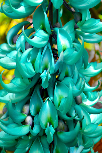 Photo libre de droit de Plante Fleur Exotique Fleur De Vigne De Jade Bleu  Vert Coloré Dégradé Feuillages Tropicaux Fond Nature Douce banque d'images  et plus d'images libres de droit de Abstrait -