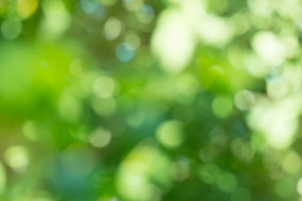 istock Leaves bokeh for nature background.  Green bokeh background 1060588736