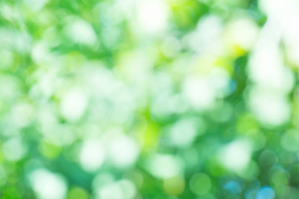 istock Natural bokeh blurred. Bokeh light abstract background. 1060588978