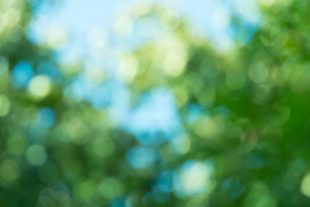 istock Leaves bokeh for nature background.  Green bokeh background 1060589132