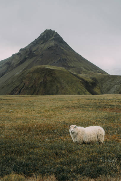 istock Icelandic sheep on the meadow 1060589388