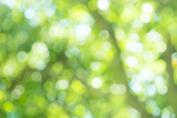 istock Leaves bokeh for nature background 1060589614
