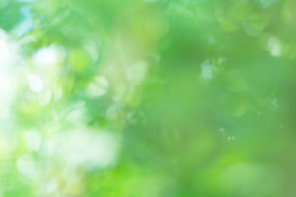 istock Natural bokeh blurred. Bokeh light abstract background. 1060590794
