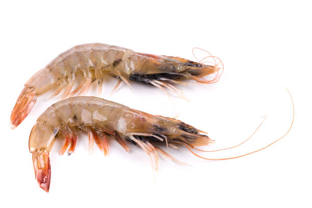 istock Two large fresh tiger shrimps. 1060591084