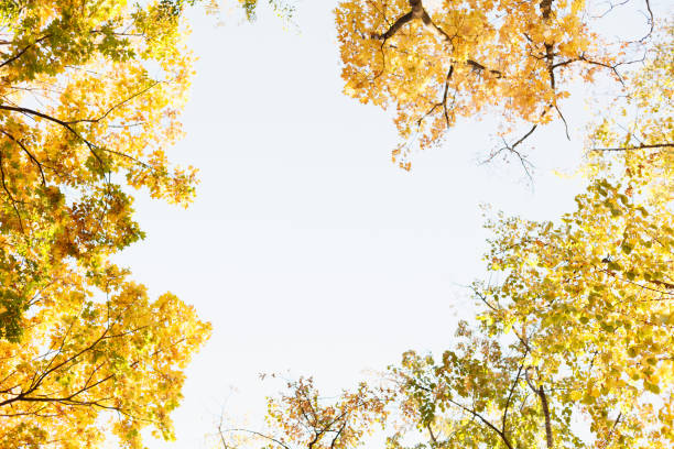 istock Bright autumn leaves on the branch 1060591984