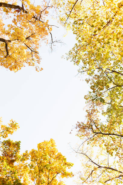 istock Bright autumn leaves on the branch 1060592008