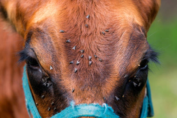 mosche sul volto del cavallo - horse fly foto e immagini stock