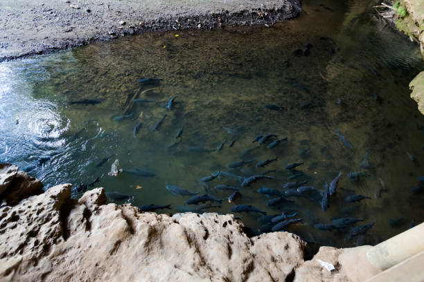 Beautiful Lod Cave in Soppong close to touristic Pai village full of rock. Underground rock formation taken in south east Asia.