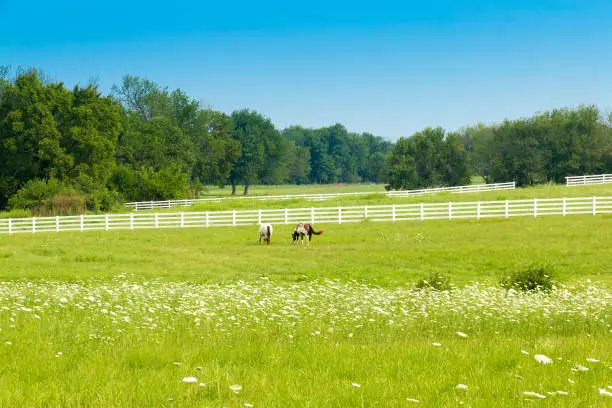 Photo of Horses at green pastures of horse farms. Country summer landscape.