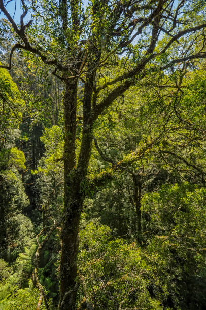 istock Great Otway National Park. Otway fly tree top walk. 1060606624