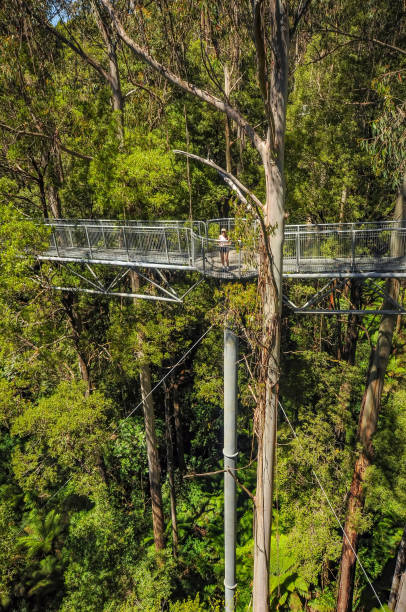 great otway national park. otway fly tree top walk. - otway national park imagens e fotografias de stock