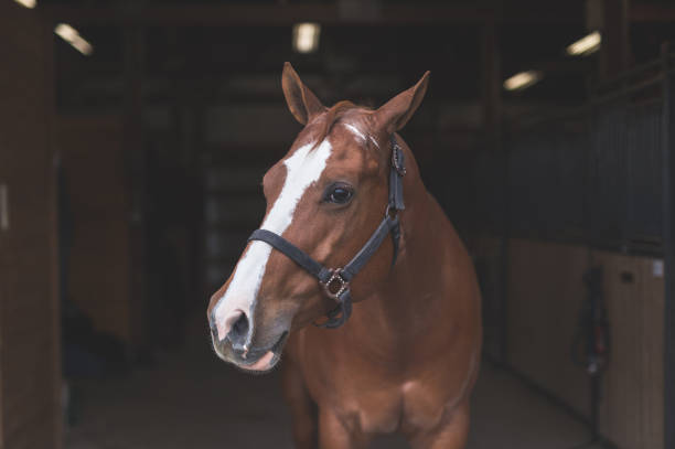 istock Portrait of a horse 1060608200