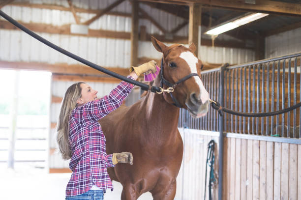 istock Woman brushing her horse in the barn 1060608214