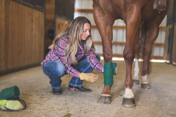 istock Woman wrapping her horse's leg 1060608218