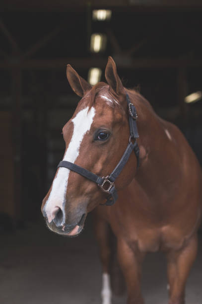 istock Portrait of a horse 1060608236