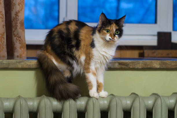 Fluffy cat on the heating radiator against blue window