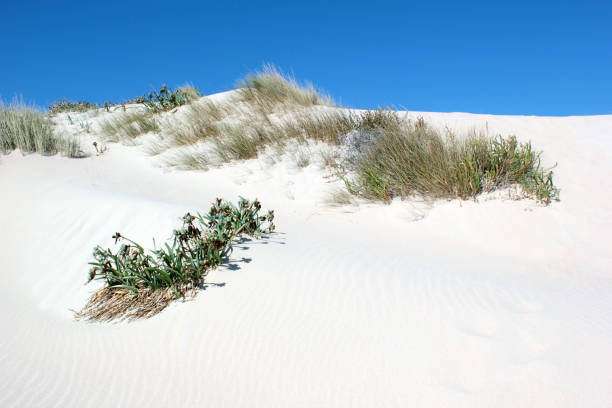 istock dunes at the beach val de vaqueros at the costa del sol in andalusia 1060609880